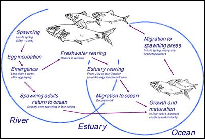  Herring: Un poisson argenté aux migrations épiques et aux œufs délicats !