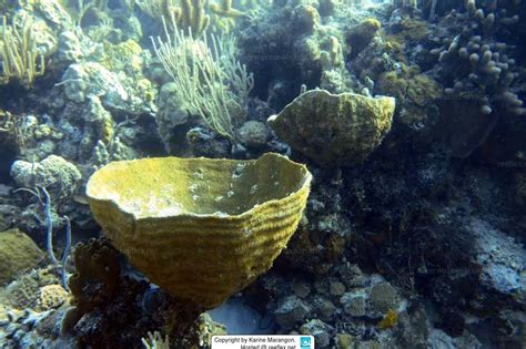  Ircinia Flammea: Une Éponge aux Couleurs Vibrantes qui Ressemble à un Bouquet de Feu d’Eau!