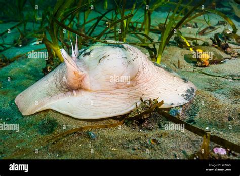  Japonia: Un Platyhelminthe qui Se Déplace Comme un Acrobate Marin!