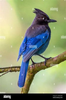  Jays: Birds of Striking Plumage Known for Their Intelligent Behavior and Voracious Appetites