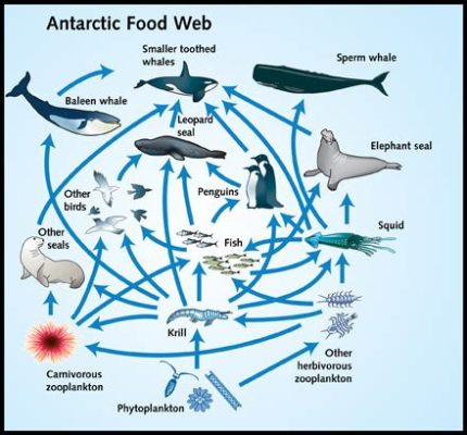  Krill! These Tiny Crustaceans Pack a Powerful Punch in the Ocean Food Chain!