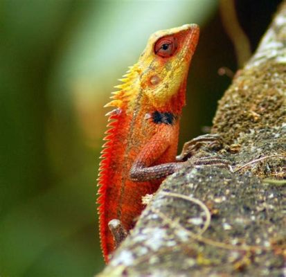  Skinks! Des reptiles aux couleurs éclatantes qui aiment se cacher dans les feuilles mortes ?