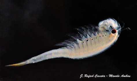  Streptocephalus! Un petit crustacé fascinant qui vit dans l’obscurité des eaux douces