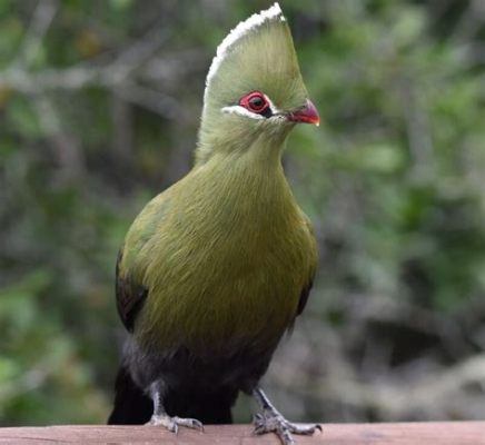  Turaco: Un oiseau aux couleurs vives qui chante une mélodie envoûtante malgré son apparence parfois maladroite!