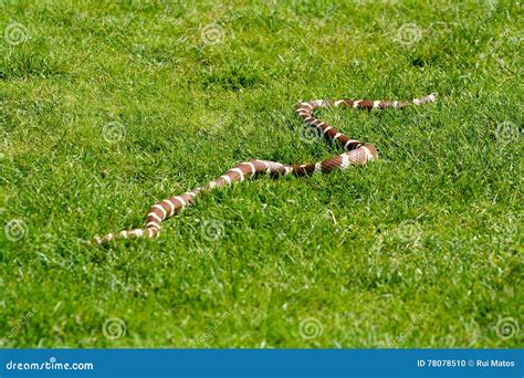  Vipère: Un serpent aux couleurs vives qui glisse silencieusement dans l’herbe haute!