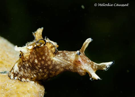  Aplysie! Une limace de mer fascinante aux mouvements ondulants et à l'intelligence surprenante