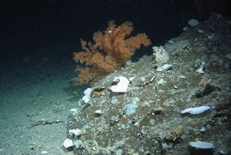  Desmacidon: Un Maître Dissimulé de l’Éponge en Forme de Coupe à la Surface des Océans Profonds !