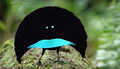  Egret! Un Oiseau Décontracté aux Plumes Étincelantes et à la Silhouette Gracieuse