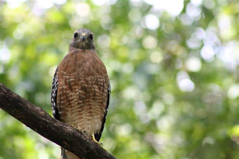  Faucon! Un oiseau de proie majestueux avec des yeux perçants et une vitesse époustouflante