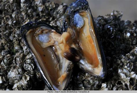  Gape: Un Mollusque Bivalve Qui Se Délecte des Profondeurs Marin