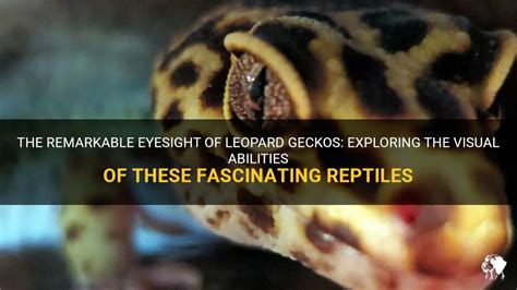  Geckos:  Discover these fascinating nocturnal reptiles renowned for their remarkable adhesive abilities!