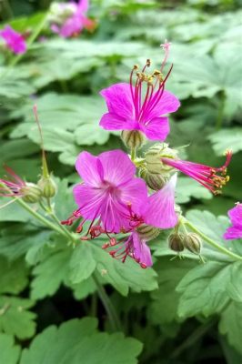  Géranium: Une Amphibien Qui Se Déguise en Fleur pour Échapper à ses Prédateurs !