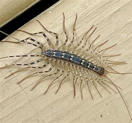  Hello! Have you ever met the amazing house centipede which gracefully dances across dark corners while sporting a plethora of legs?