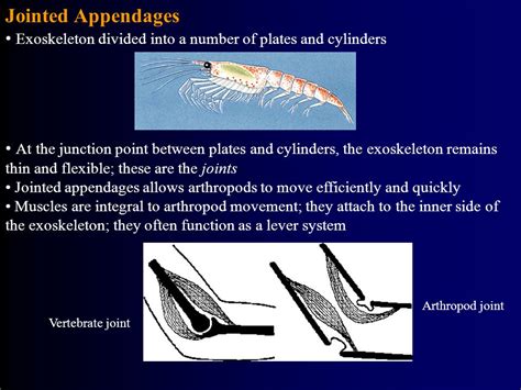  Iulidae: Des arthropodes au corps flexible qui se déplacent avec une étrange grâce fluide!