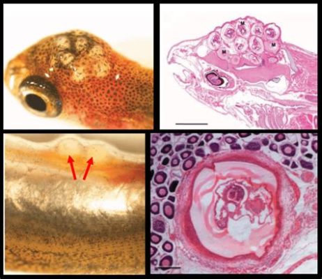  Kirkland Trematode: Découvre ce Parasite Intriguant qui se Développe dans des Poissons et qui peut Influencer les Comportements!