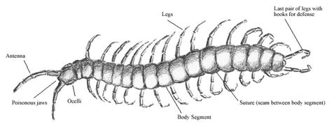  Ophiulus! Un Myriapode Nocturne aux Antennes Fascinantes 