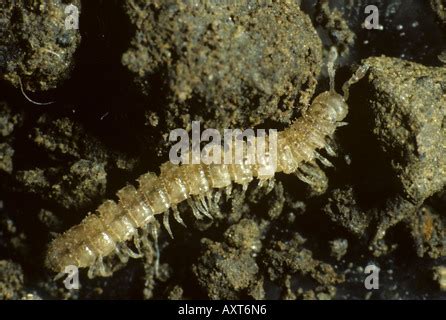  Polydesmus: Une créature aux mille pattes qui rêve de voyages stellaires!