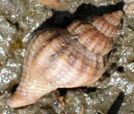  Urosalpinx Cinerea : Une Espèce Gastropode dont la Coquille Spirale nous Fascine en Dévoilant une Vie Sédentaire Intrigante !