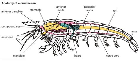  Queest-ce que le Quintana Shrimp ? Ce crustacé minuscule possède une anatomie fascinante et une histoire de vie pleine de surprises !