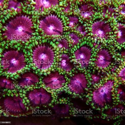  Wit Zoanthid: Des Polyps Colorés Qui Dansent au Rythme des Vagues !