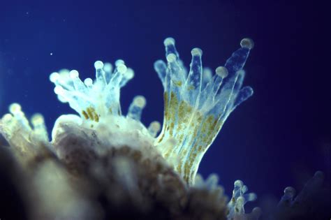  Witte's Corals: Une Symbiose Éblouissante Entre Zooxanthelle et Polyp