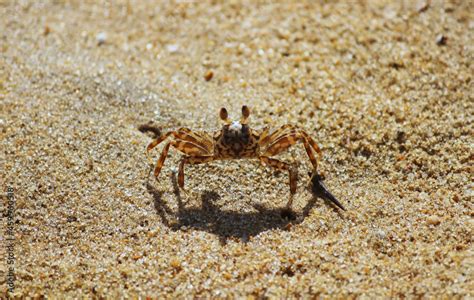  Zébri Crab: Un Crustacé Miniature aux Traits Rayés de la Famille des Ocypodidae